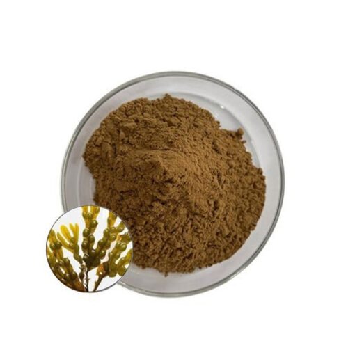 Bladderwrack Extract