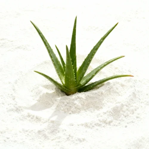 Aloe Flavor Powder